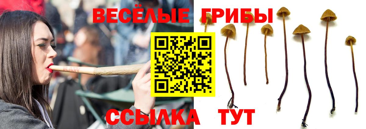 Галлюциногенные грибы Cubensis  Вход с VPN  Галлюциногенные грибы мицелий  Краснознаменск 